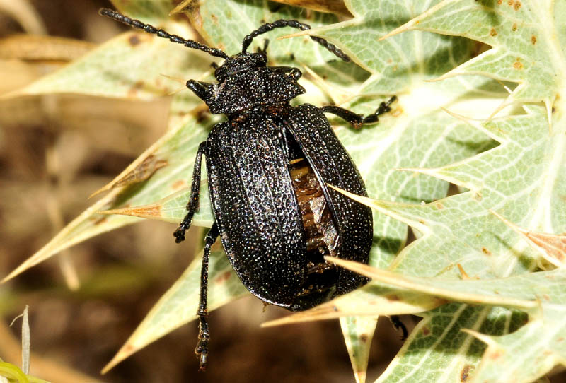 Galeruca sp. dalla Grecia